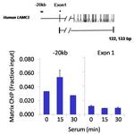 H3K27me3 Antibody in ChIP Assay (ChIP)