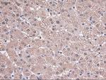 Trim33 Antibody in Immunohistochemistry (Paraffin) (IHC (P))