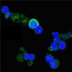 TrkA Antibody in Immunocytochemistry (ICC/IF)