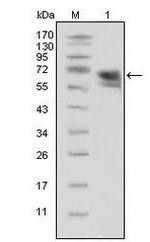 TrkA Antibody in Western Blot (WB)