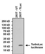TurboLuc luciferase Antibody in Western Blot (WB)