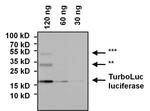 TurboLuc luciferase Antibody in Western Blot (WB)