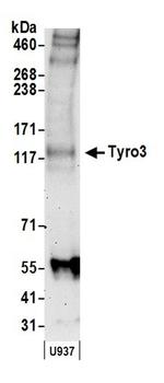Tyro3 Antibody in Western Blot (WB)