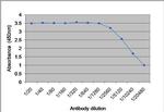Tyrosinase Antibody in ELISA (ELISA)