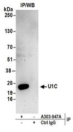 U1C Antibody in Western Blot (WB)