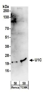 U1C Antibody in Western Blot (WB)