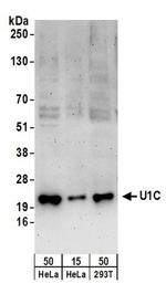 U1C Antibody in Western Blot (WB)