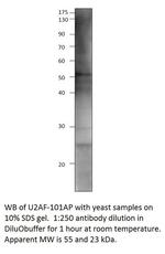U2AF59 Polyclonal Antibody