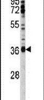 U2AF1 Antibody in Western Blot (WB)