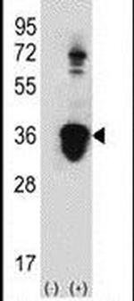 U2AF1 Antibody in Western Blot (WB)