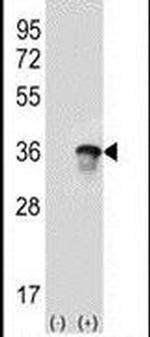 U2AF1 Antibody in Western Blot (WB)
