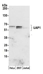 UAP1 Polyclonal Antibody