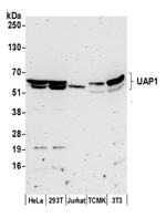 UAP1 Polyclonal Antibody