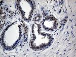 UBA3 Antibody in Immunohistochemistry (Paraffin) (IHC (P))