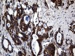 UBA3 Antibody in Immunohistochemistry (Paraffin) (IHC (P))
