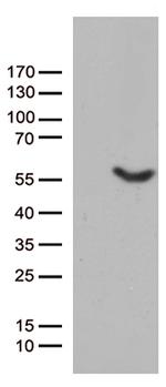 UBA3 Antibody in Western Blot (WB)