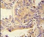 UBA52 Antibody in Immunohistochemistry (IHC)
