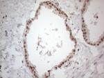 UBA52 Antibody in Immunohistochemistry (Paraffin) (IHC (P))