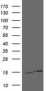 UBA52 Antibody in Western Blot (WB)