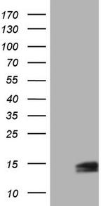 UBA52 Antibody in Western Blot (WB)