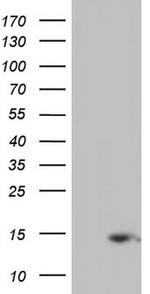 UBA52 Antibody in Western Blot (WB)