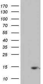 UBA52 Antibody in Western Blot (WB)