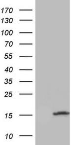 UBA52 Antibody in Western Blot (WB)