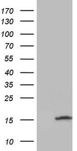 UBA52 Antibody in Western Blot (WB)