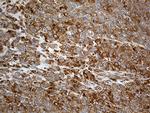 UBA7 Antibody in Immunohistochemistry (Paraffin) (IHC (P))