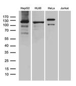 UBA7 Antibody in Western Blot (WB)