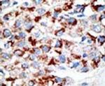 UBA3 Antibody in Immunohistochemistry (IHC)