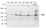UBE1L Recombinant Superclonal™ Antibody (7HCLC)
