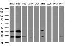 UBE2E3 Antibody in Western Blot (WB)