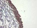 UBE2G2 Antibody in Immunohistochemistry (Paraffin) (IHC (P))