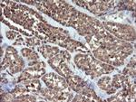 UBE2G2 Antibody in Immunohistochemistry (Paraffin) (IHC (P))