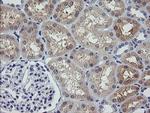 UBE2G2 Antibody in Immunohistochemistry (Paraffin) (IHC (P))