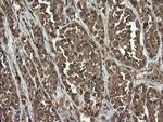 UBE2G2 Antibody in Immunohistochemistry (Paraffin) (IHC (P))