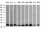 UBE2G2 Antibody in Western Blot (WB)