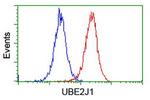 UBE2J1 Antibody in Flow Cytometry (Flow)