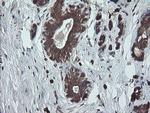 UBE2J1 Antibody in Immunohistochemistry (Paraffin) (IHC (P))