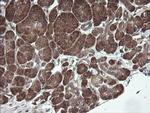 UBE2J1 Antibody in Immunohistochemistry (Paraffin) (IHC (P))