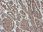 UBE2J1 Antibody in Immunohistochemistry (Paraffin) (IHC (P))