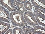 UBE2J1 Antibody in Immunohistochemistry (Paraffin) (IHC (P))