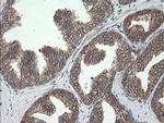 UBE2J1 Antibody in Immunohistochemistry (Paraffin) (IHC (P))