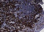 UBE2J1 Antibody in Immunohistochemistry (Paraffin) (IHC (P))
