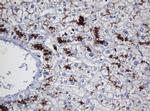 UBE2J1 Antibody in Immunohistochemistry (Paraffin) (IHC (P))