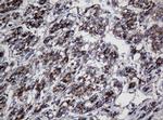 UBE2J1 Antibody in Immunohistochemistry (Paraffin) (IHC (P))