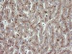 UBE2J1 Antibody in Immunohistochemistry (Paraffin) (IHC (P))