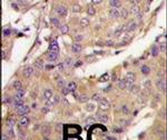 UBE2L6 Antibody in Immunohistochemistry (IHC)