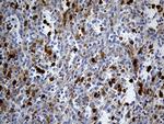 UBE3B Antibody in Immunohistochemistry (Paraffin) (IHC (P))